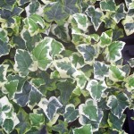 Hedera helix 'Chester'