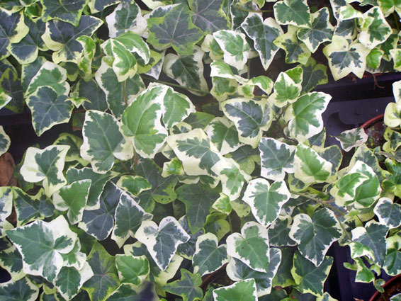 Hedera helix 'Chester'