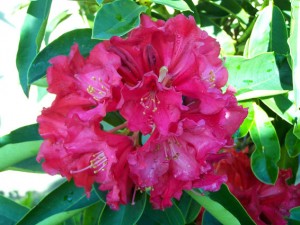 Rhododendron 'Spitfire'