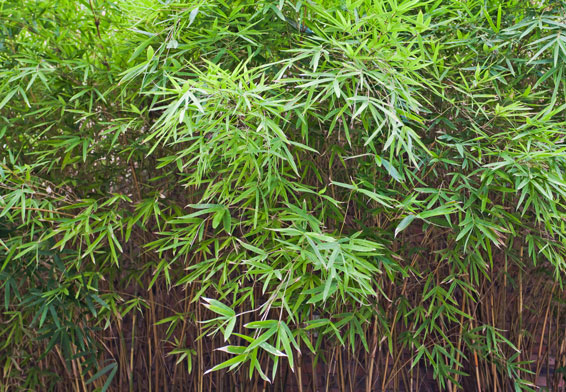 Continu wedstrijd Helemaal droog Niet-woekerende bamboe - Groengeert