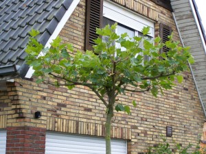 Platanus acerifolia (in dakvorm geleid)