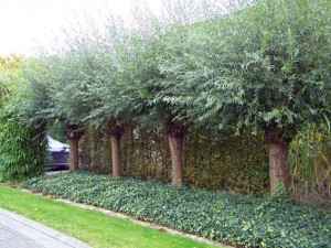 Salix alba (knotwilg-schietwilg)