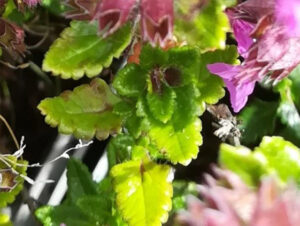 Teucrium chamaedrys 'Nanum' - Plantenfiches - Groengeert